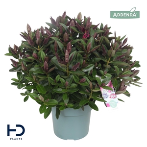 Hebe Addenda Eva XL struik p17