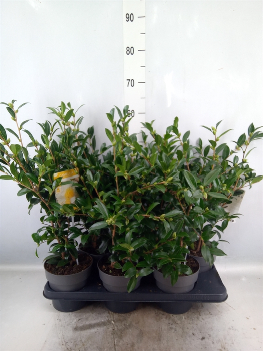 Camellia sasanqua