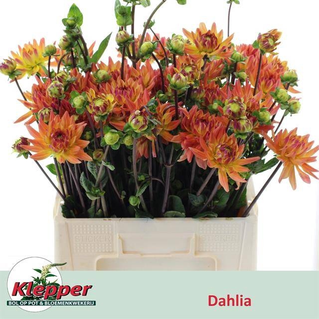 <h4>DAHL KARMA CORONA</h4>