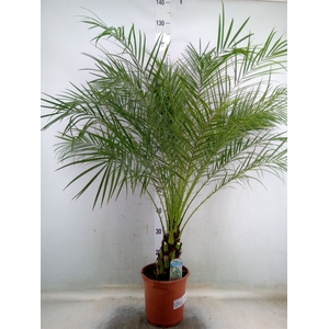 Phoenix roebelenii