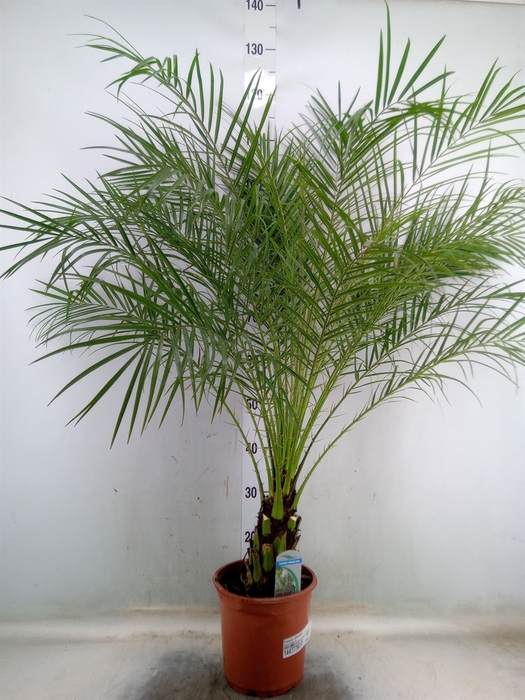 <h4>Phoenix roebelenii</h4>