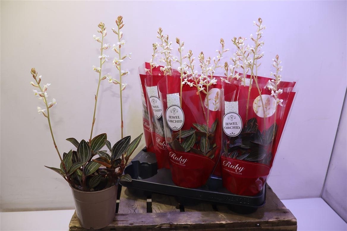 <h4>arr8 Lud Gem</h4>