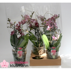 PHAL GEM