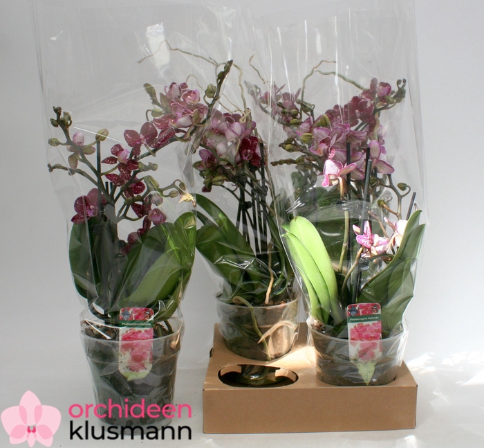 <h4>PHAL GEM</h4>
