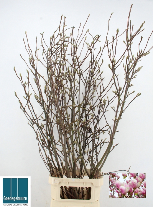 <h4>MAGNOLIA GRANDIFLORA</h4>