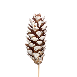 Strobus 15-20cm O/s W Tip