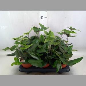 Hemionitis arifolia