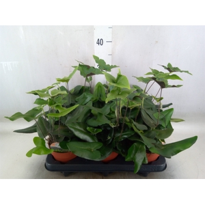 Hemionitis arifolia