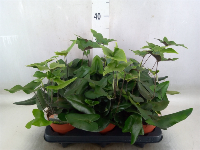 <h4>Hemionitis arifolia</h4>