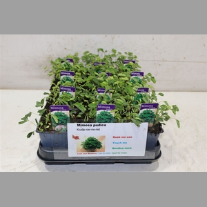 Mimosa Pudica