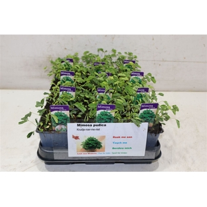 Mimosa Pudica