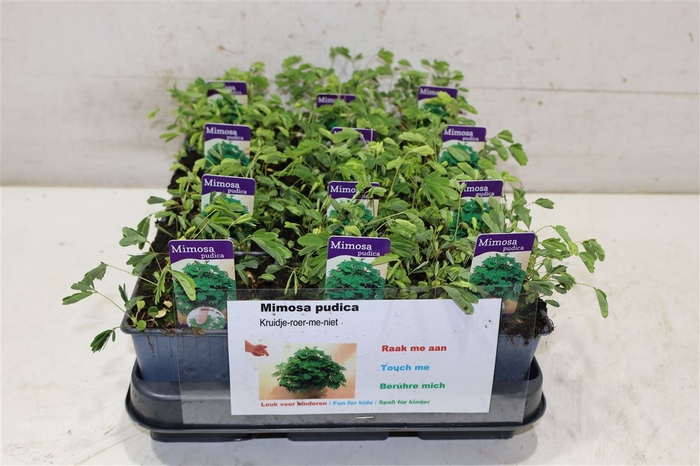 <h4>Mimosa Pudica</h4>