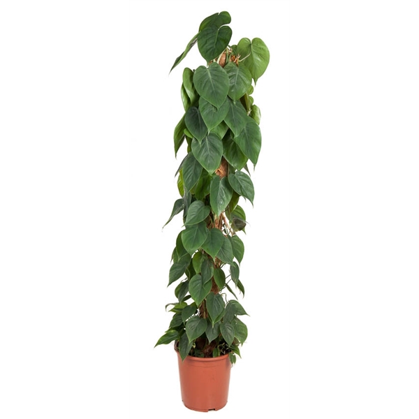 <h4>Philodendron Scandens Mosstok P27</h4>