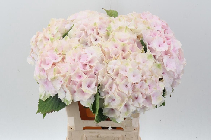 <h4>Hydr M Mag Emerald</h4>