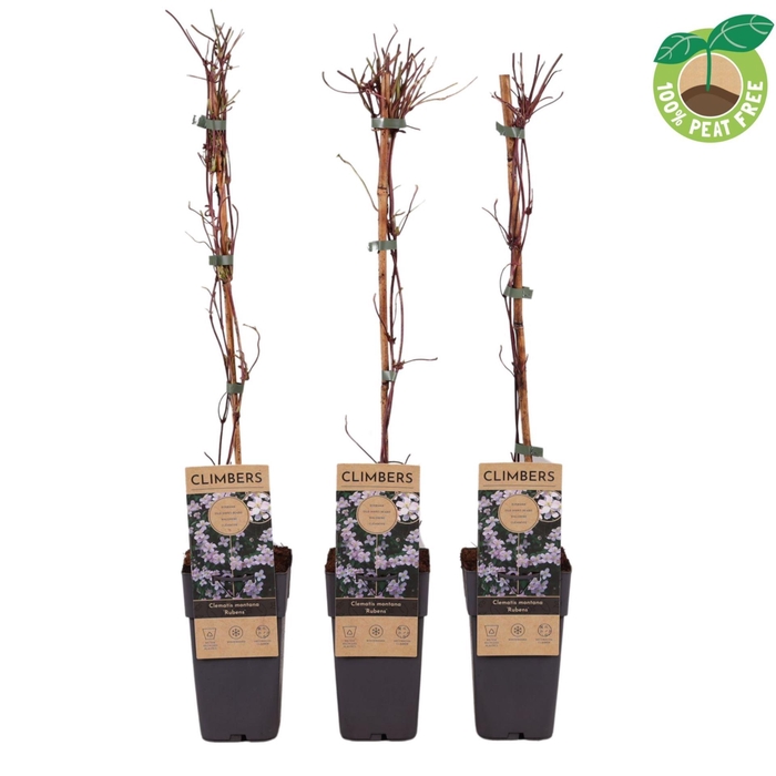 <h4>Clematis var. rubens</h4>