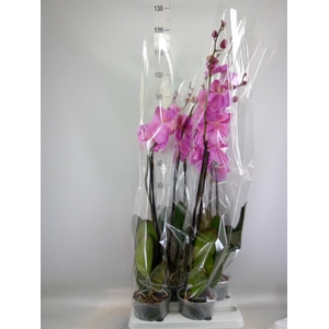 Phalaenopsis   ...rose