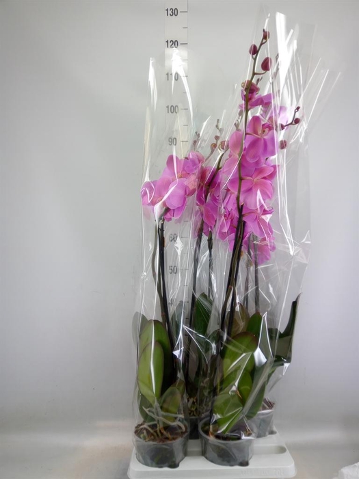 <h4>Phalaenopsis   ...rose</h4>