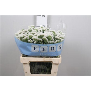 Lim S White Starl Wings