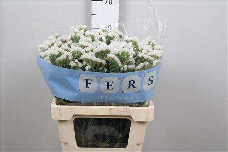 <h4>Lim S White Starl Wings</h4>