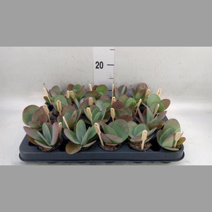 Kalanchoe NF thyrsiflora