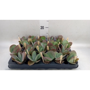 Kalanchoe NF thyrsiflora