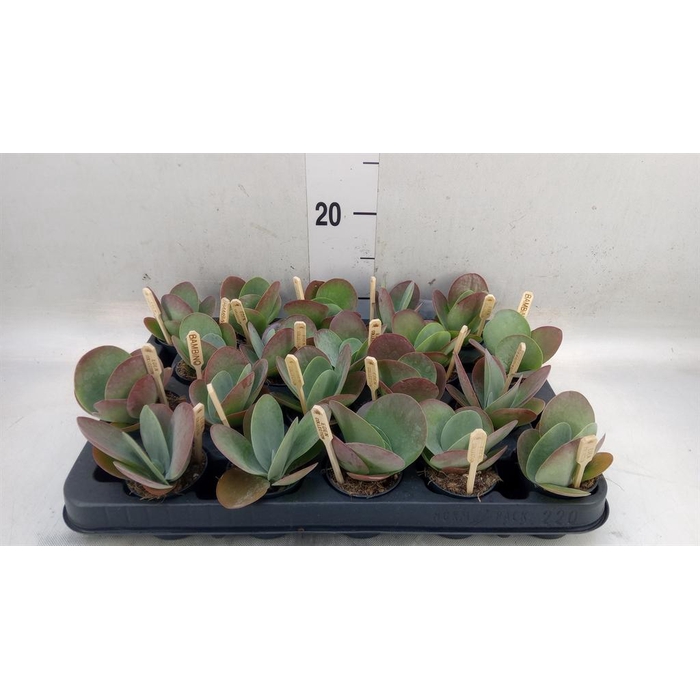 <h4>Kalanchoe NF thyrsiflora</h4>