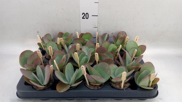 <h4>Kalanchoe NF thyrsiflora</h4>