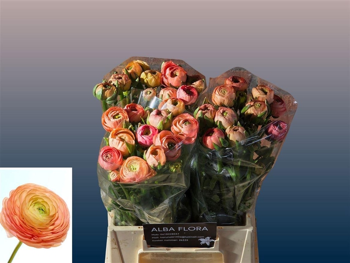 <h4>Ran Aazur Salmon</h4>