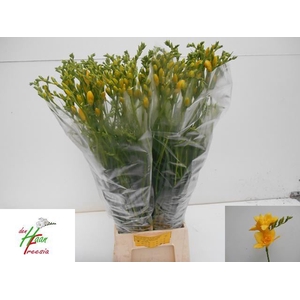 Freesia du Marseille