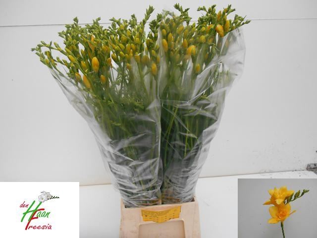 <h4>Freesia du Marseille</h4>