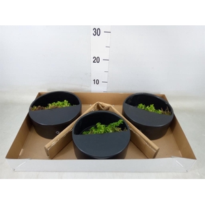 Arr.   Kamerplant Groen L%