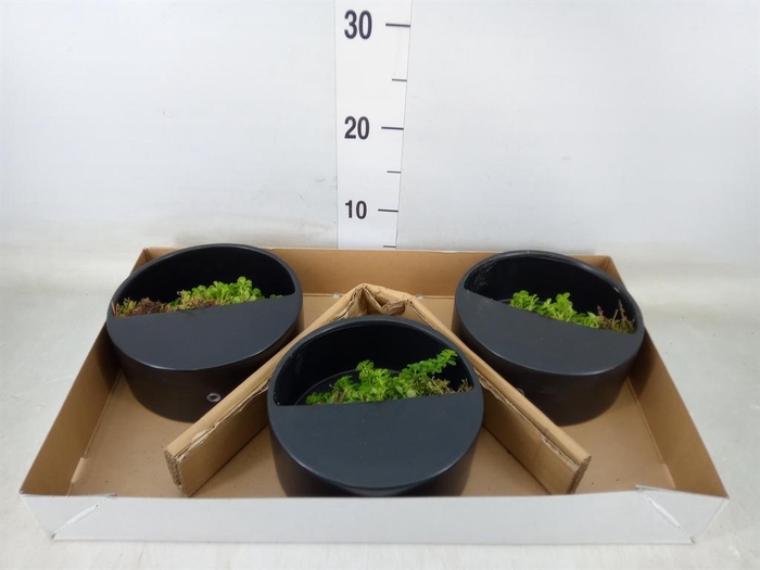 <h4>Arr. Kamerplant Groen L%</h4>