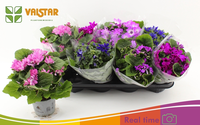 <h4>PERI C SEN GEM</h4>