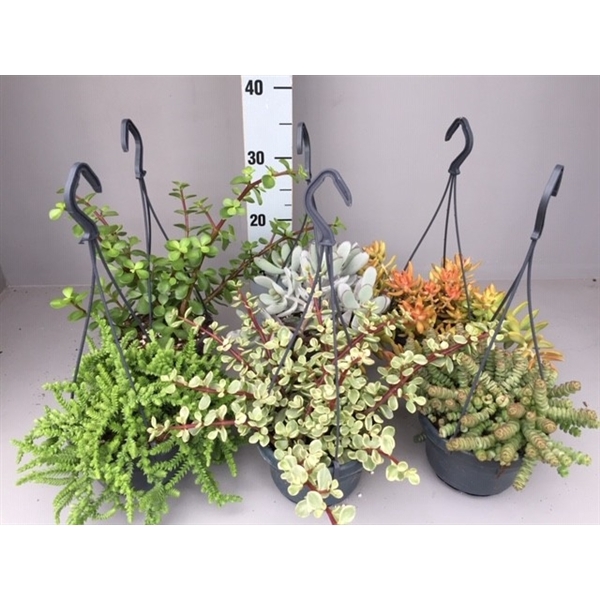 <h4>Succulenten 7 hangmix</h4>