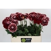 Dahlia DE 'Checkers'