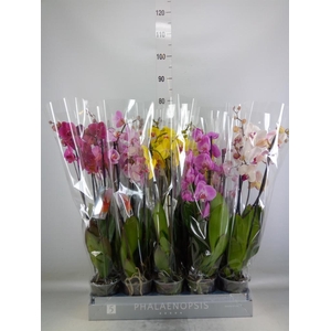 Phalaenopsis   ...mix  8
