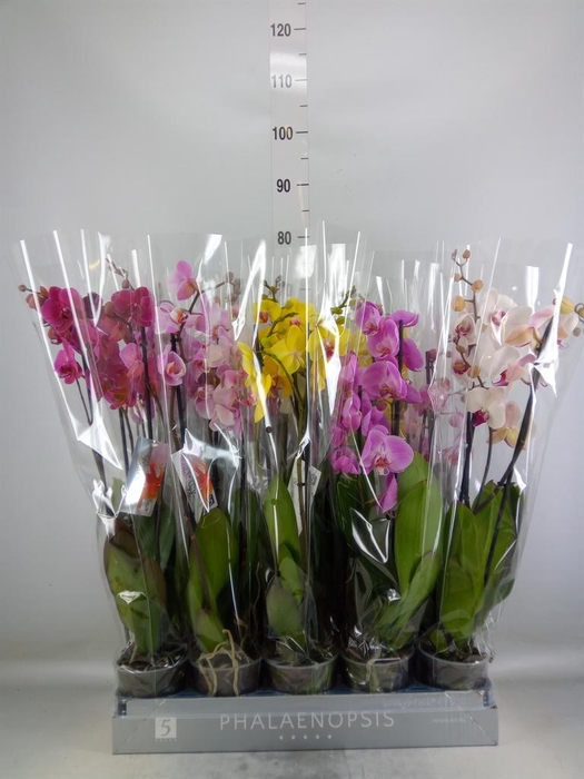 <h4>Phalaenopsis   ...mix  8</h4>