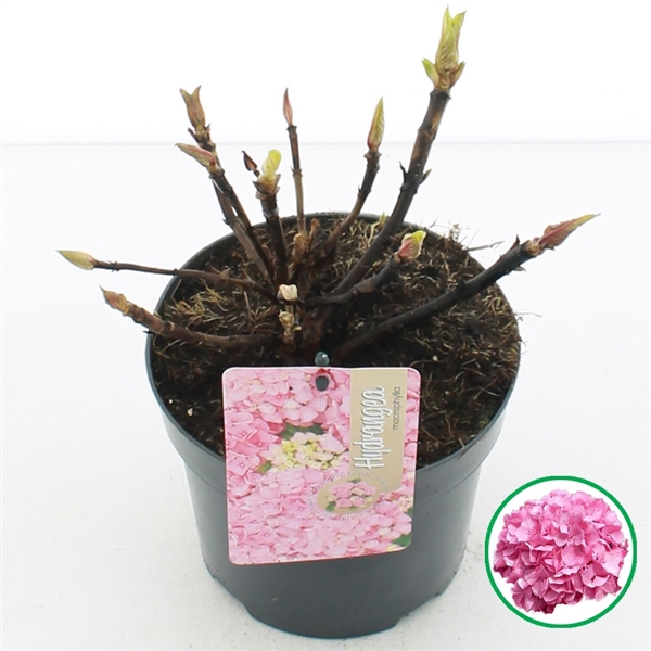 <h4>Hydrangea macr. Roze C2 (17cm.)</h4>