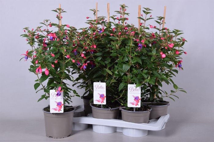 <h4>Fuchsia  'Bella Fuchsia Susanna'</h4>