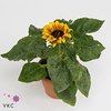 Helianthus an. 'Sunsation Flame'