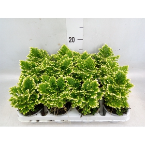 Selaginella martensii 'Jori'