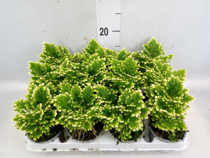 <h4>Selaginella martensii 'Jori'</h4>