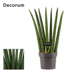 Sansevieria Cylindrica 17 cm Fan (Decorum)