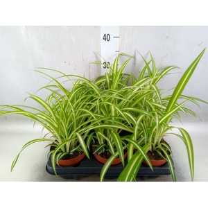 Chlorophytum com. 'Variegatum'