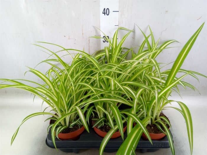 <h4>Chlorophytum com. 'Variegatum'</h4>