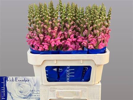 <h4>Antir Poto Early Pink</h4>