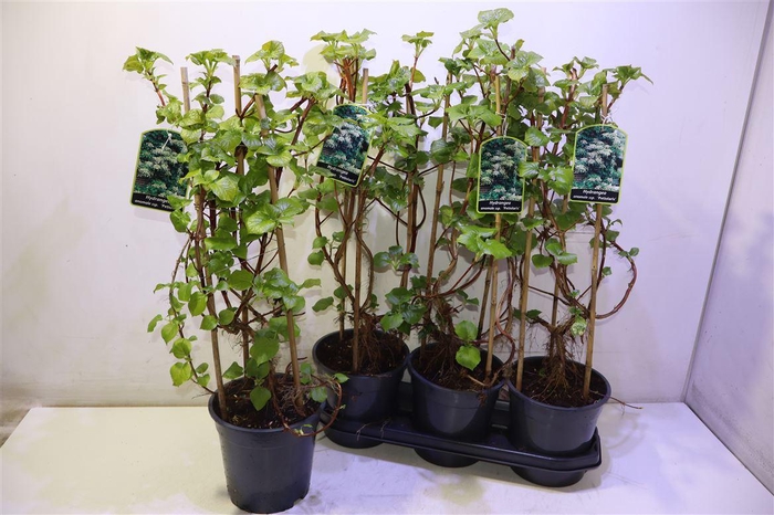 <h4>Hydr Petiolaris</h4>