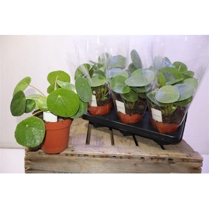 Pilea Peperomioides