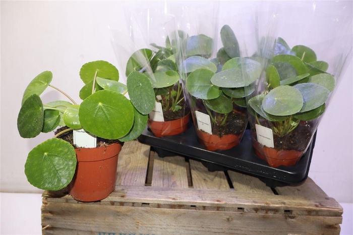 <h4>Pilea Peperomioides</h4>