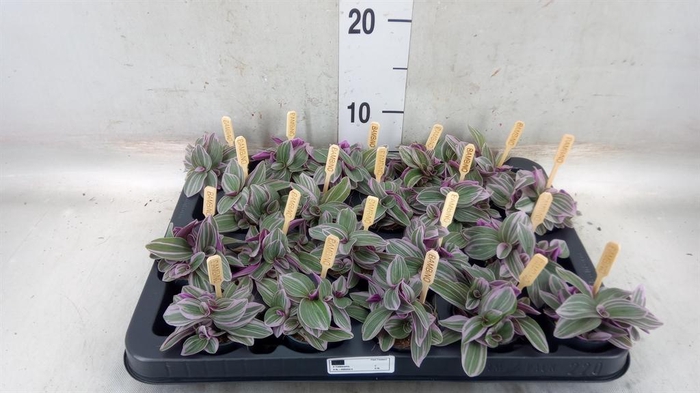<h4>Tradescantia cerinth. 'Sweetness'</h4>